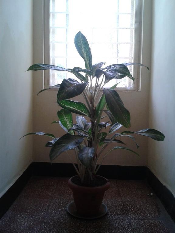 Hotel Ferreira Resort Lonavala Kültér fotó